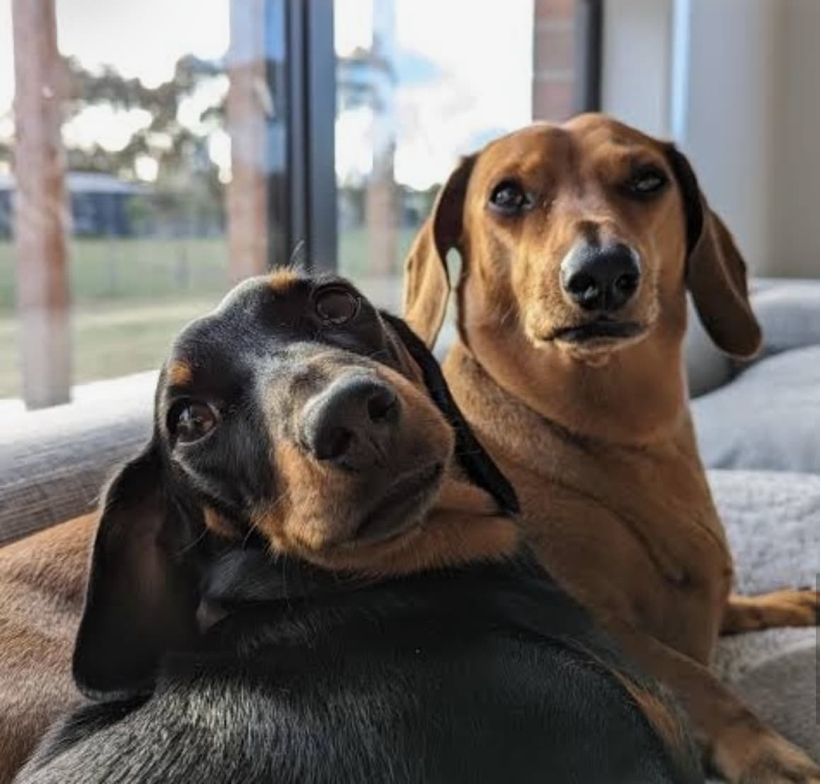 Two dachshunds on a sofa in front of a window, both looking at the camera.